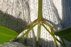 Jasminum lanceolarium
