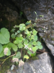 Thalictrum clavatum