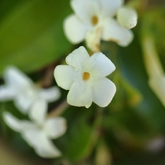 Jasminum lanceolarium