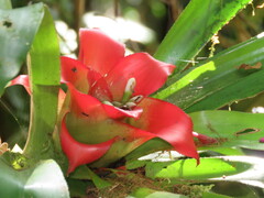 Nidularium innocentii