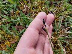 Carex microchaeta