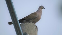 Streptopelia decaocto