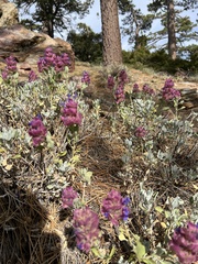 Salvia pachyphylla