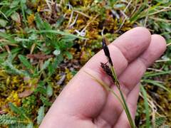 Carex microchaeta