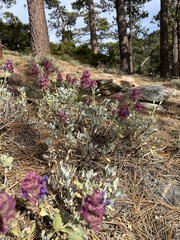 Salvia pachyphylla