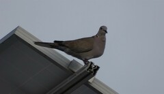 Streptopelia decaocto