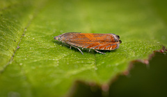 Lathronympha