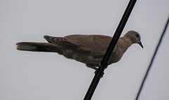 Streptopelia decaocto