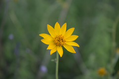 Verbesina parviflora