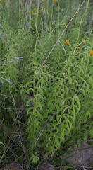 Verbesina parviflora