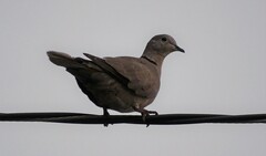 Streptopelia decaocto