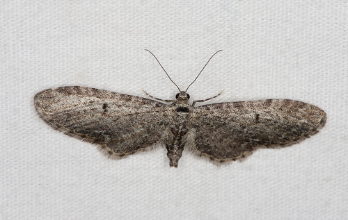 iNaturalist observation photo of Pug Moths