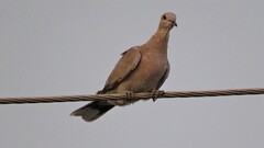 Streptopelia decaocto
