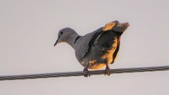 Streptopelia decaocto