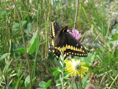 Papilio brevicauda