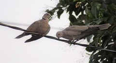 Streptopelia decaocto
