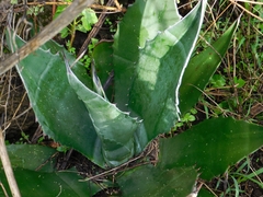 Agave maximiliana