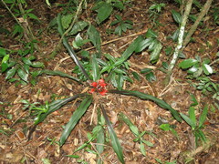 Nidularium innocentii