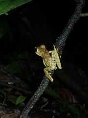 Boana maculateralis