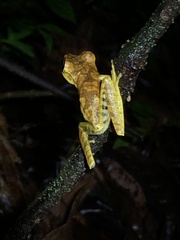 Boana maculateralis