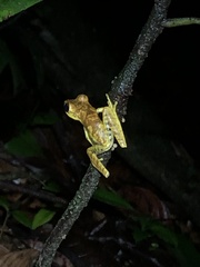 Boana maculateralis