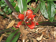 Nidularium innocentii