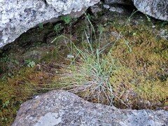 Poa glauca
