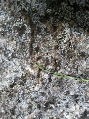 Poa glauca