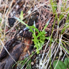 Gentiana prostrata