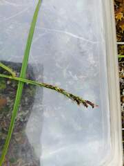 Carex microchaeta