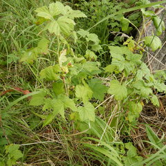 Ribes hudsonianum