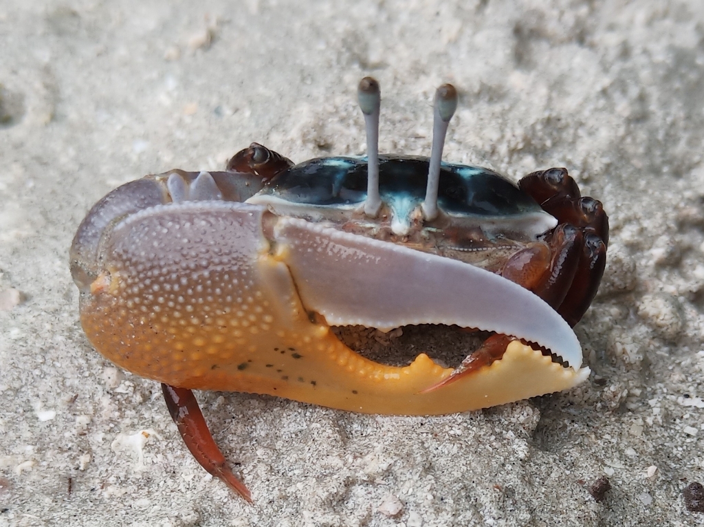 Western Calling Fiddler Crab