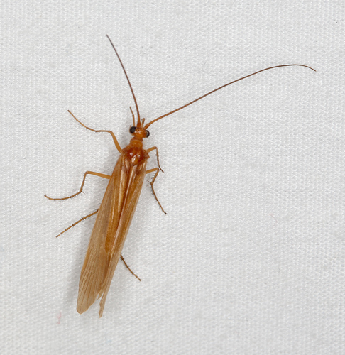iNaturalist observation photo of Northern Caddisflies
