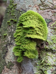 Coenogonium implexum