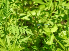 Enallagma doubledayi