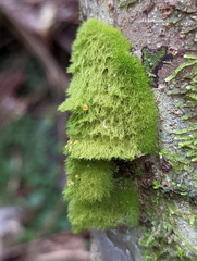 Coenogonium implexum