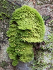 Coenogonium implexum