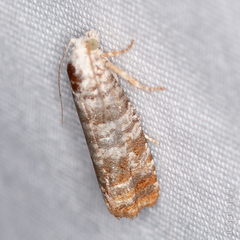 Retinia gemistrigulana