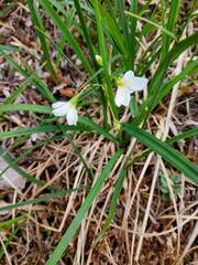 Montia bostockii