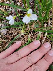 Montia bostockii