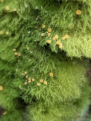 Coenogonium implexum