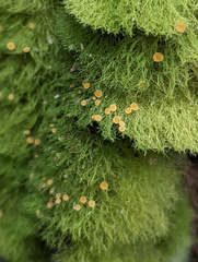 Coenogonium implexum