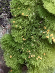 Coenogonium implexum