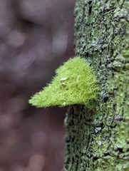 Coenogonium implexum