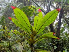 Columnea rubriacuta