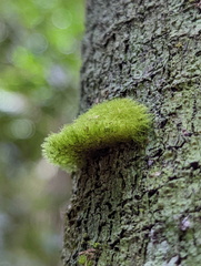 Coenogonium implexum