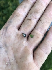 Calligrapha confluens