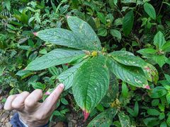 Columnea rubriacuta