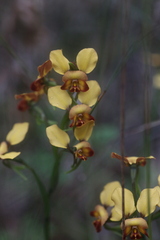 Diuris brumalis