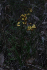 Diuris brumalis